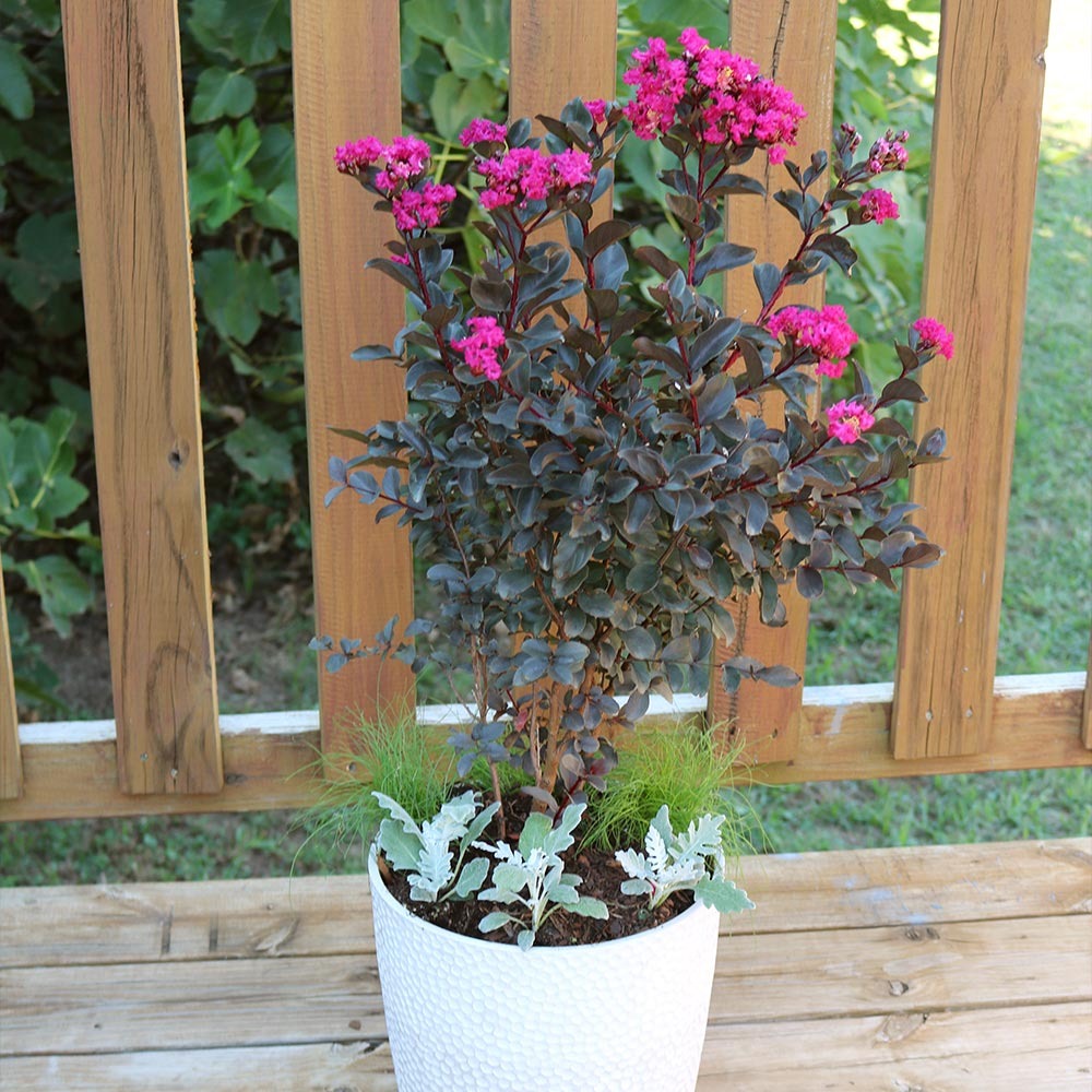Black Diamond® Mystic MagentaTM Crape Myrtle Tree
