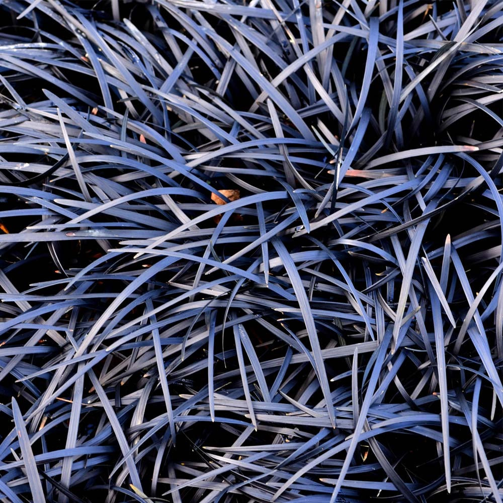 Black Mondo Grass