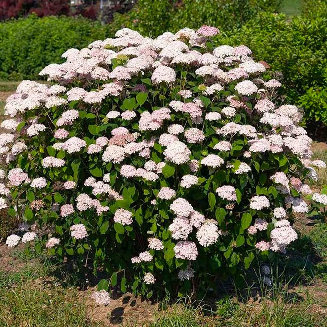 American LaceTM Pink Smooth Hydrangea Shrub