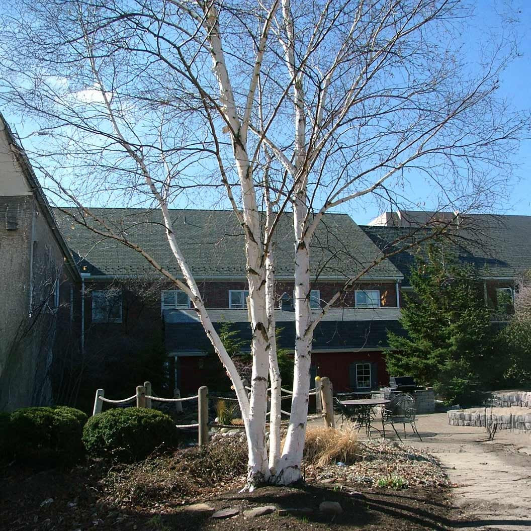Proven Winners® AvalancheTM Birch Tree