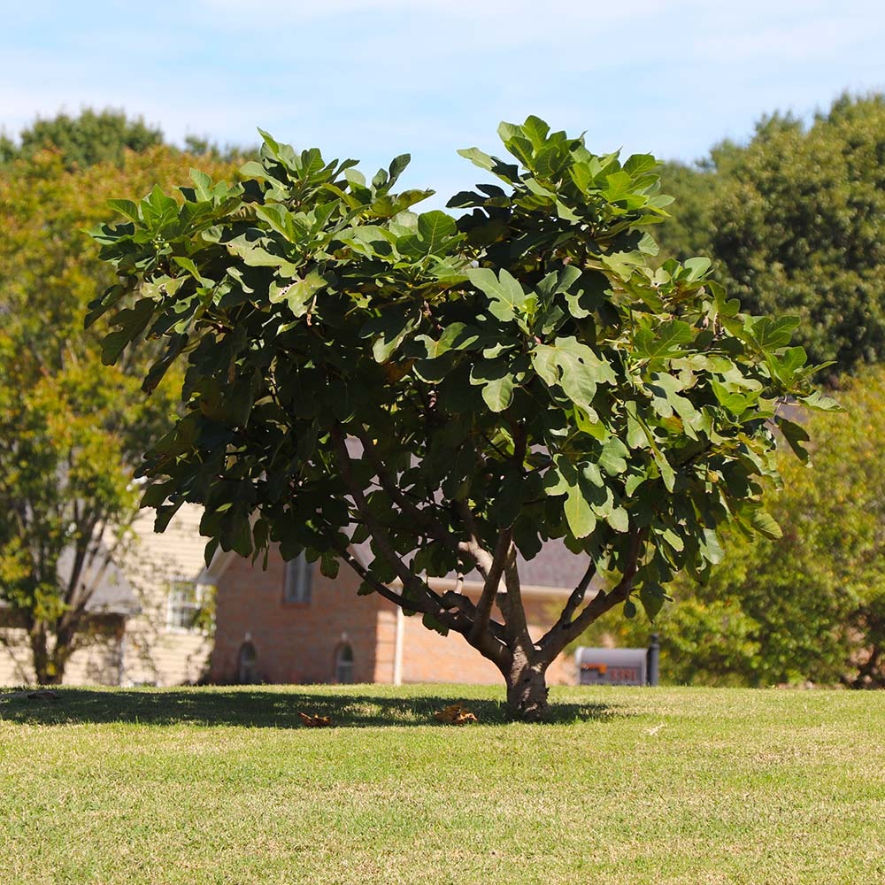 Southern Living® Little Miss FiggyTM Tree