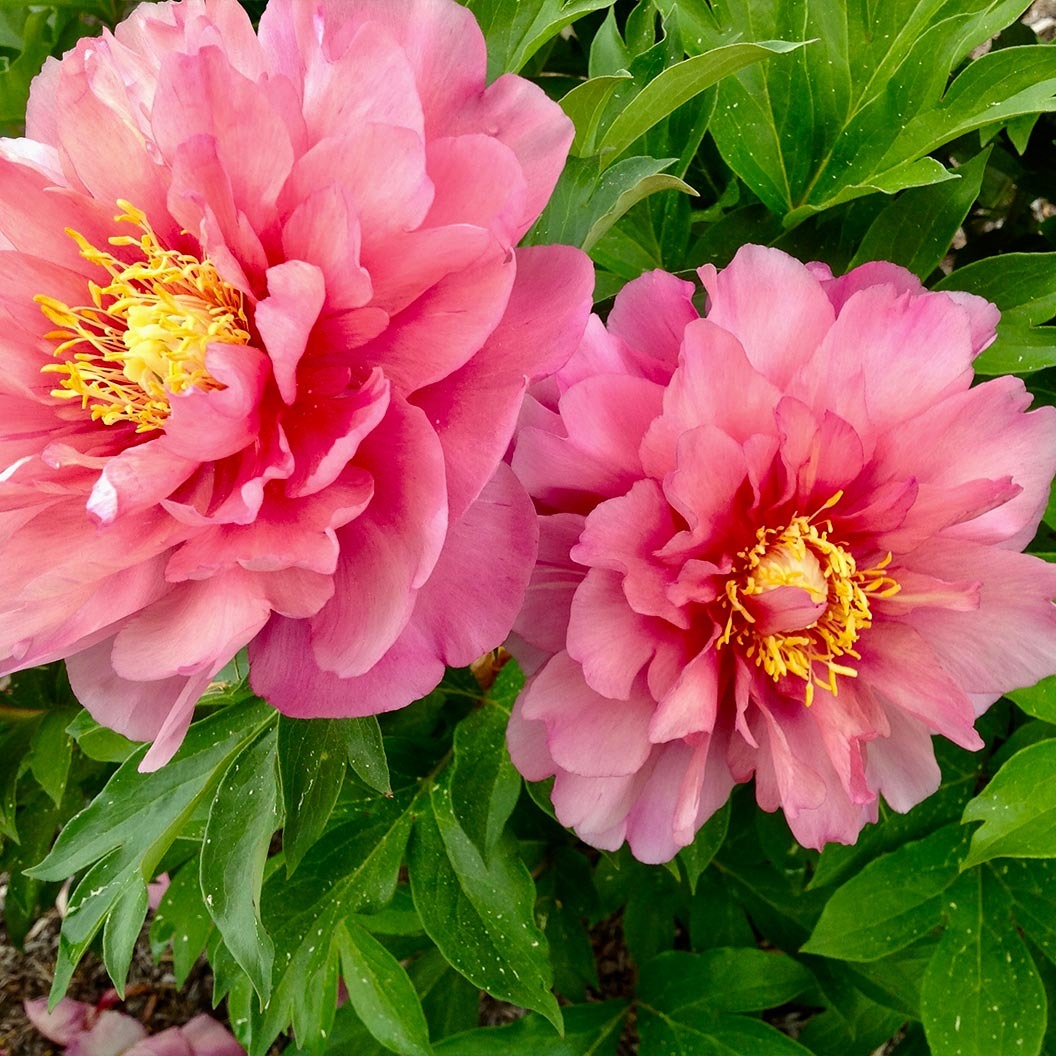 Garden Candy® Strawberry SwirlTM Itoh Peony Plant
