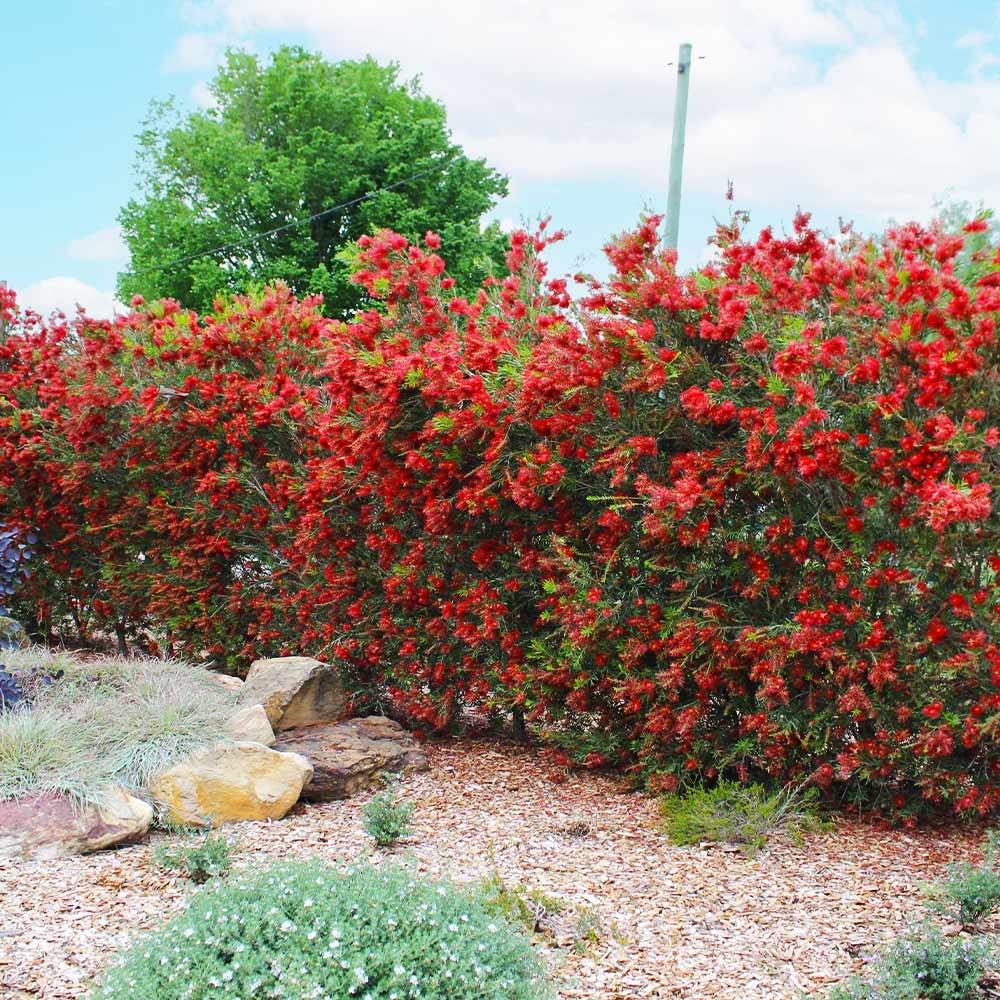 SlimTM Bottlebrush Shrub