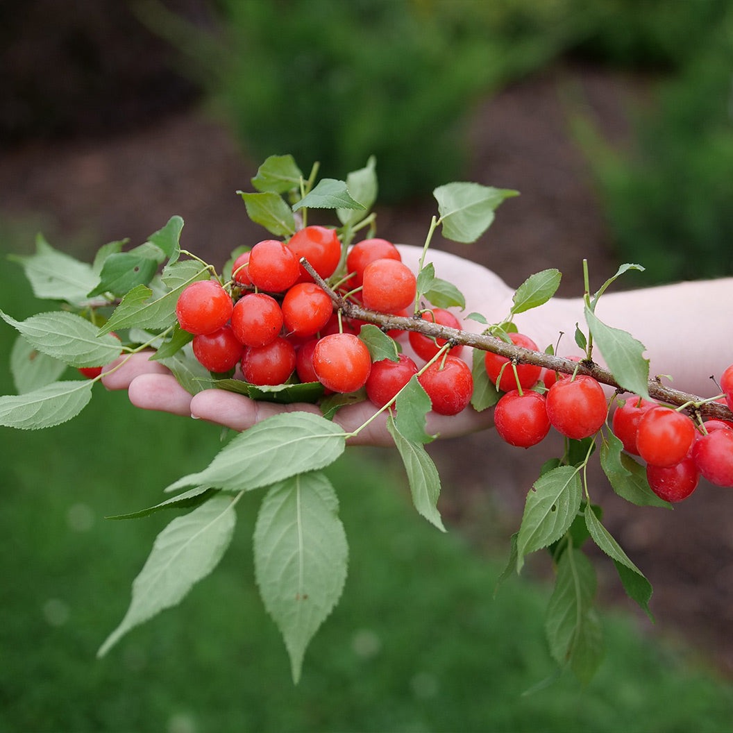Proven Winners® Easy As PieTM Cherry Bush