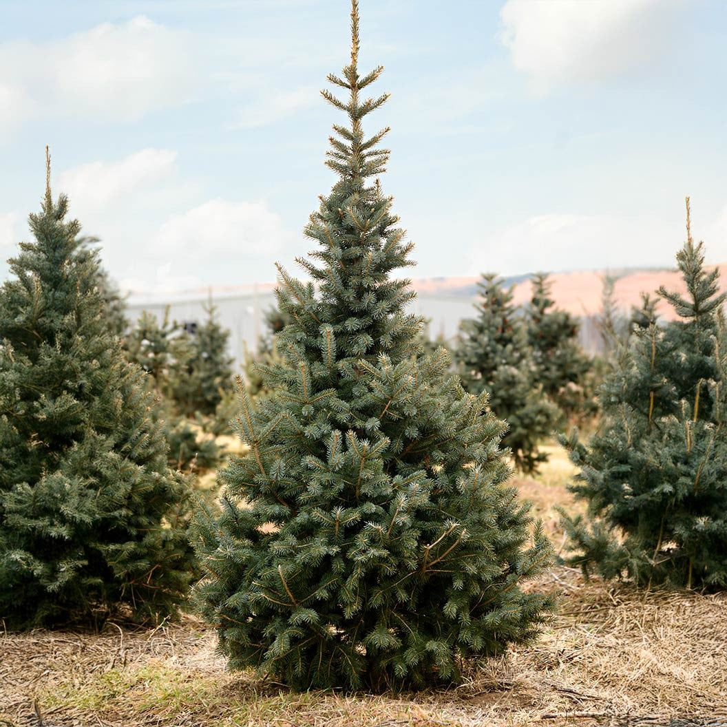 Skinny Blue GenesTM Black Hills Spruce Tree