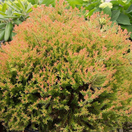 Southern Living® Fire ChiefTM Thuja Shrub