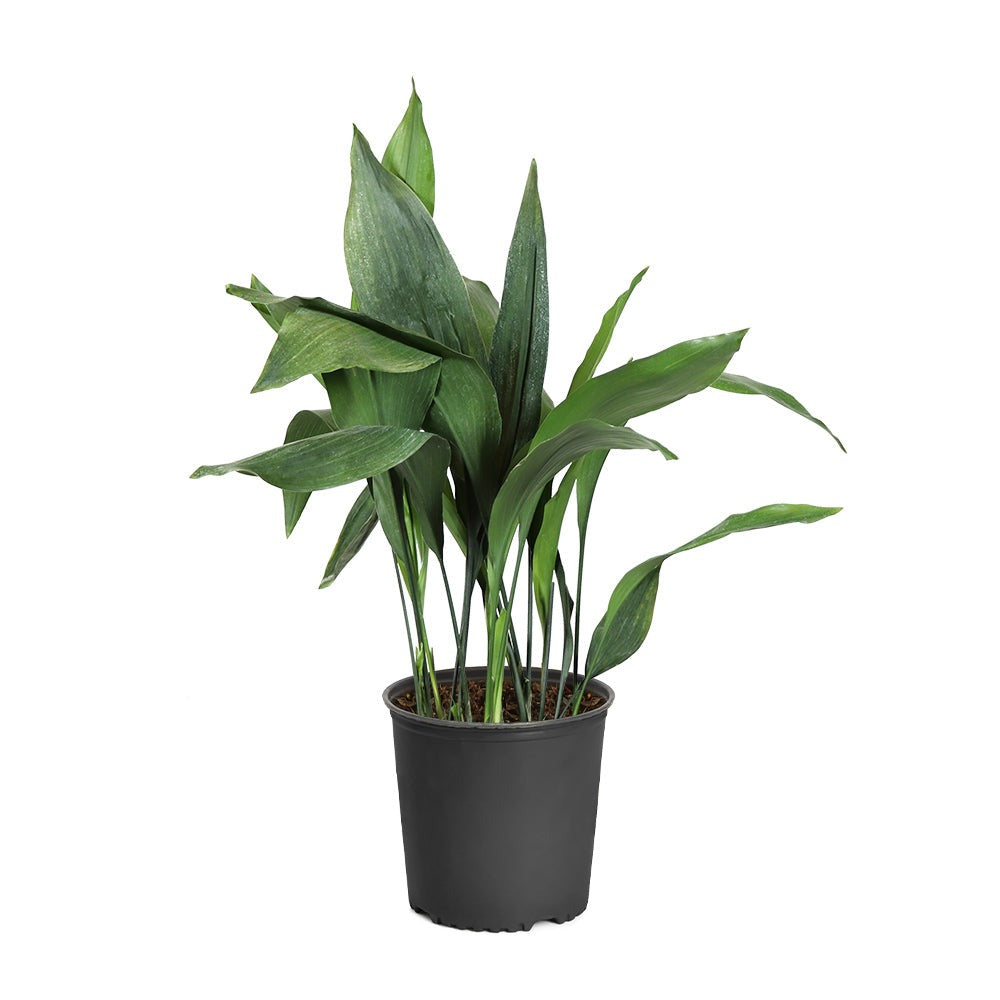 Cast Iron Plant