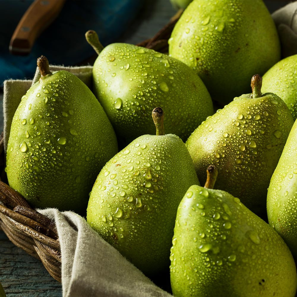 D'Anjou Pear Tree