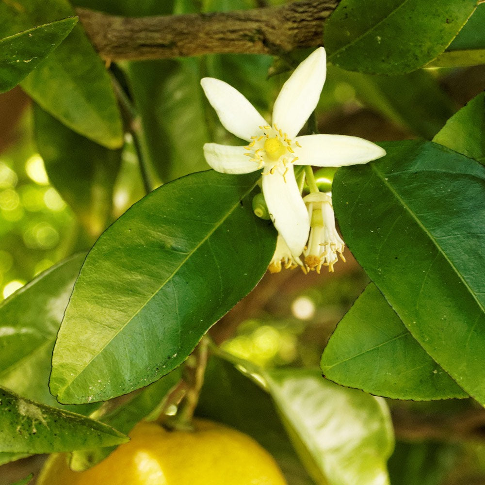 Rio Red Grapefruit