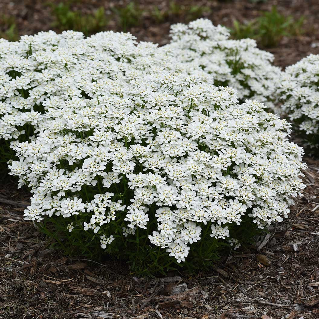 Better Versions® SnowsationTM Candytuft Plant