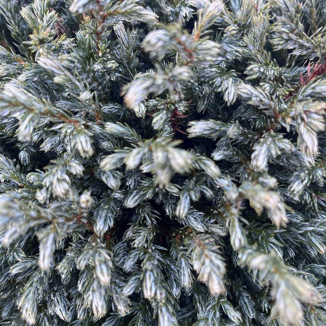 Iseli® Blue Moon Sawara Cypress Shrub