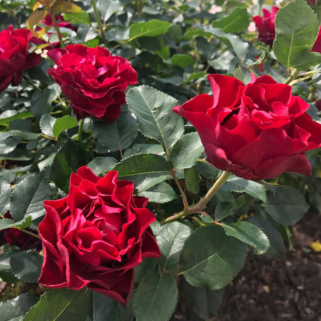 Dancing in the Dark® Rose Shrub