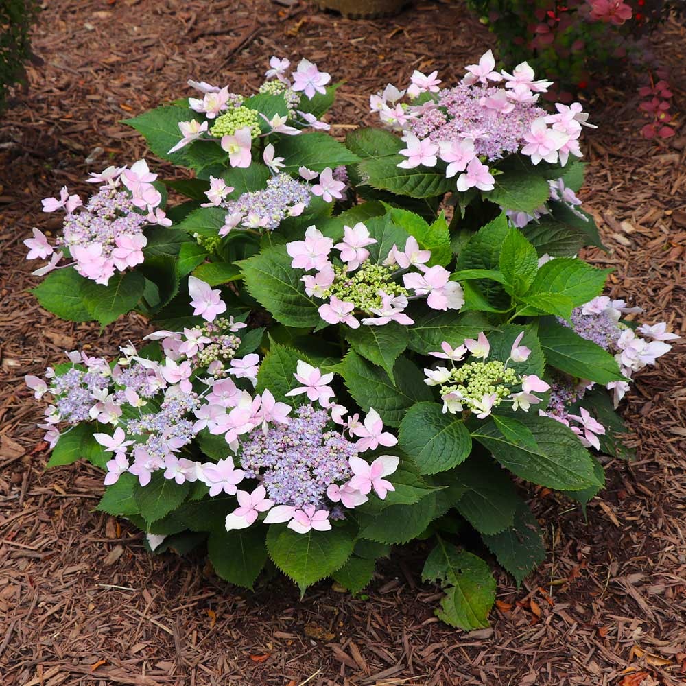 Tuff Stuff Ah-Ha® Hydrangea Shrub