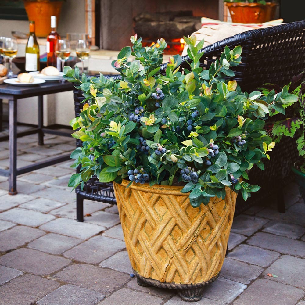 Bushel and Berry® Peach SorbetTM Blueberry Bush