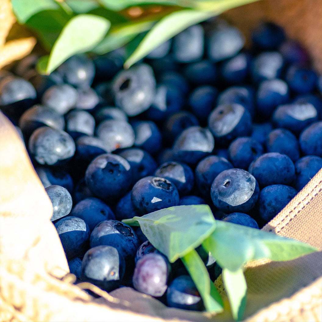 Southern Living® DownHome Harvest® I DeclareTM Blueberry Shrub