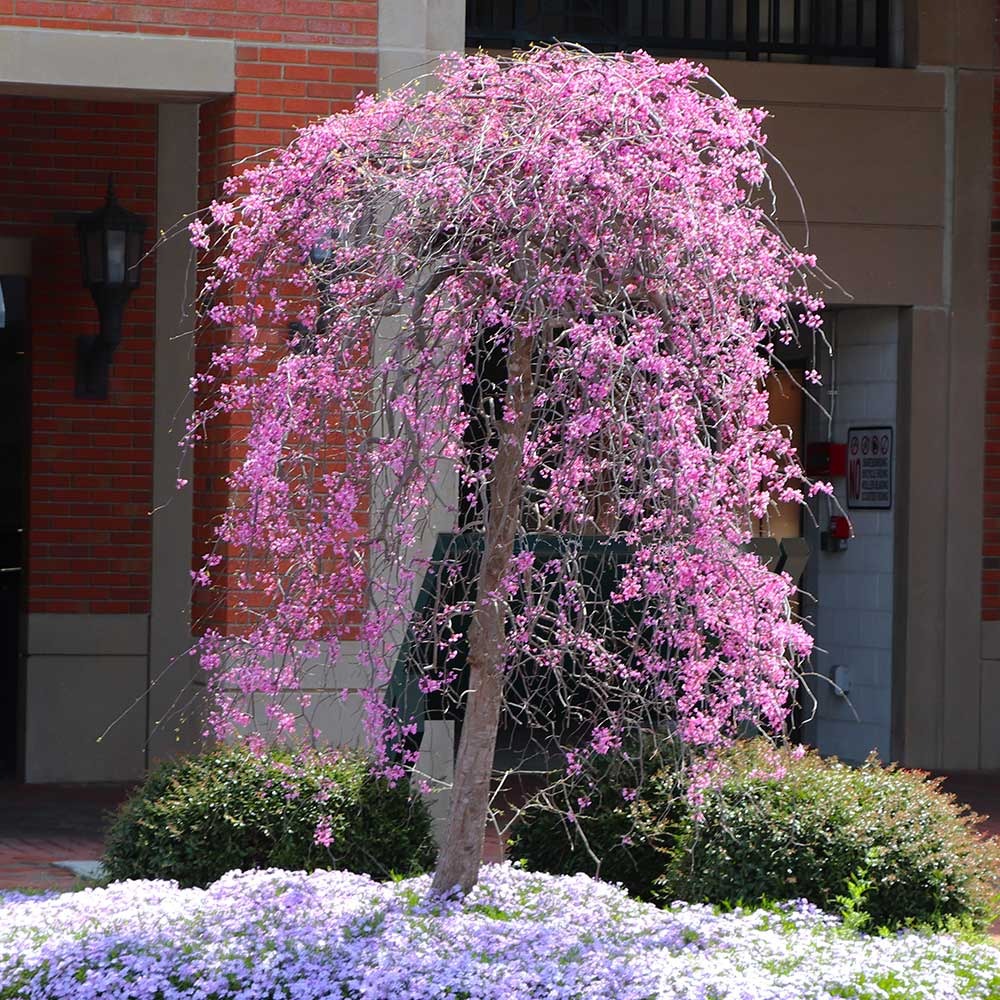 Ruby Falls Weeping Redbud Tree