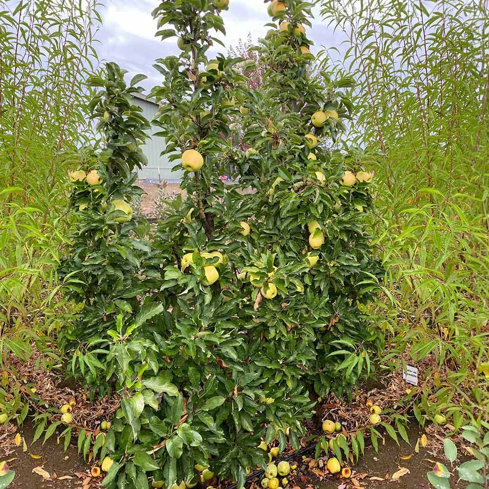 Fruit Snacks® Golden TreatTM Columnar Apple Tree