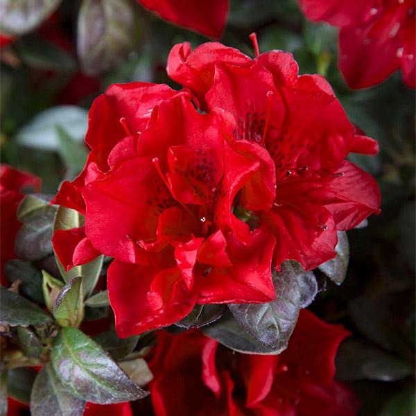 Autumn Fire® Encore® Azalea Shrub