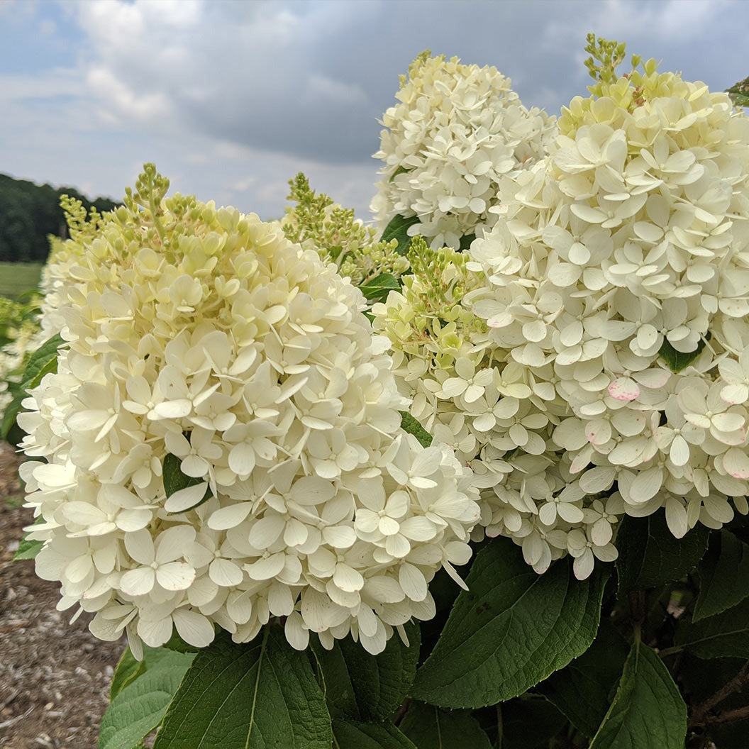 Sweet StarlightTM Hydrangea Tree