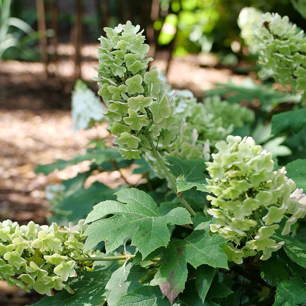 Proven Winners® Gatsby Glow BallTM Oakleaf Hydrangea