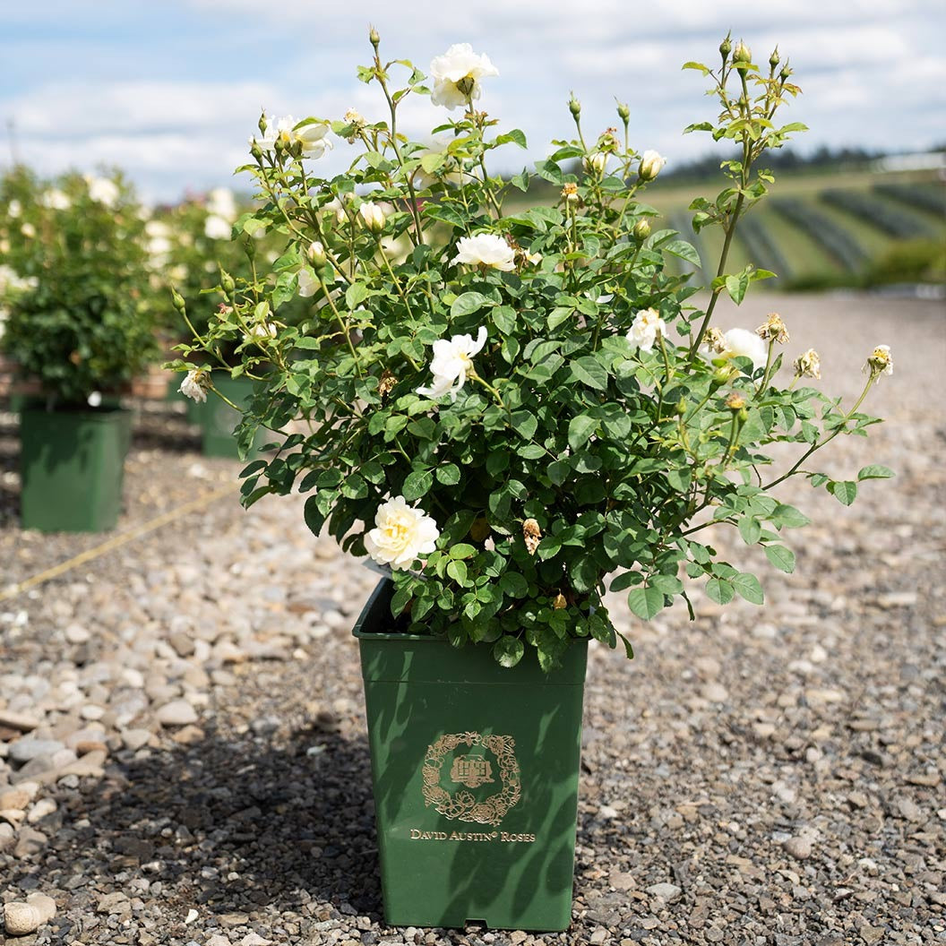 David Austin® Nye BevanTM Rose Shrub