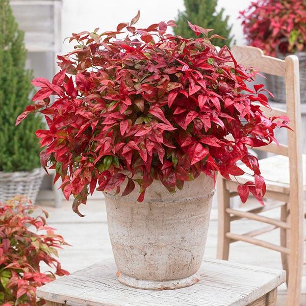 Southern Living® Blush PinkTM Nandina Shrub