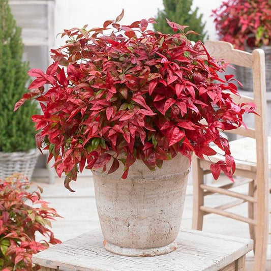 Southern Living® Blush PinkTM Nandina Shrub