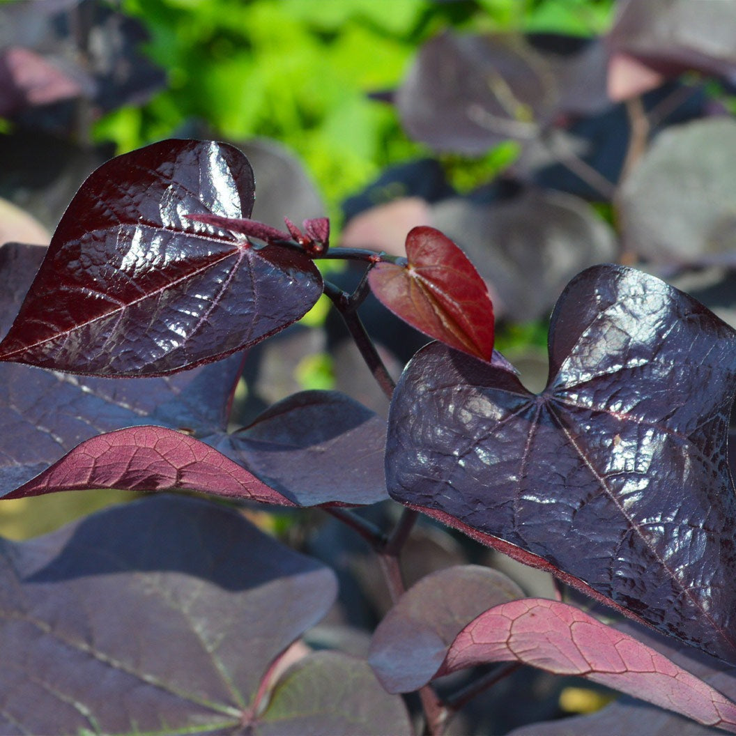 Black Pearl Redbud Tree