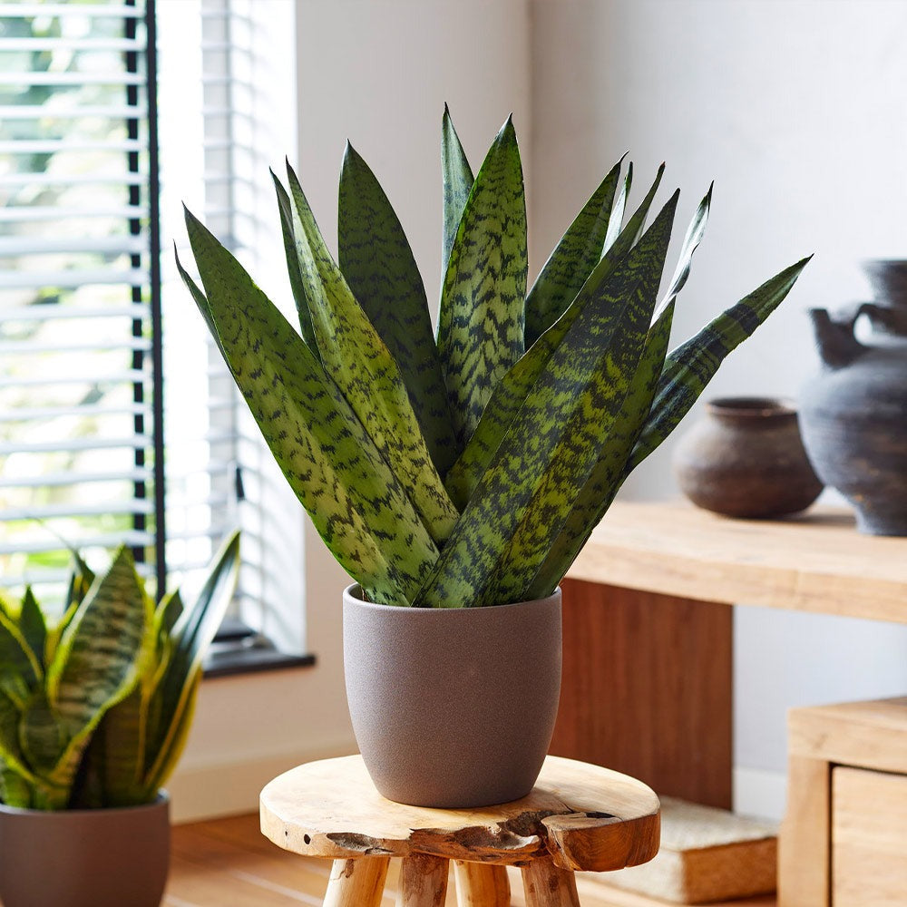 Gift Ideas for Any Occasion