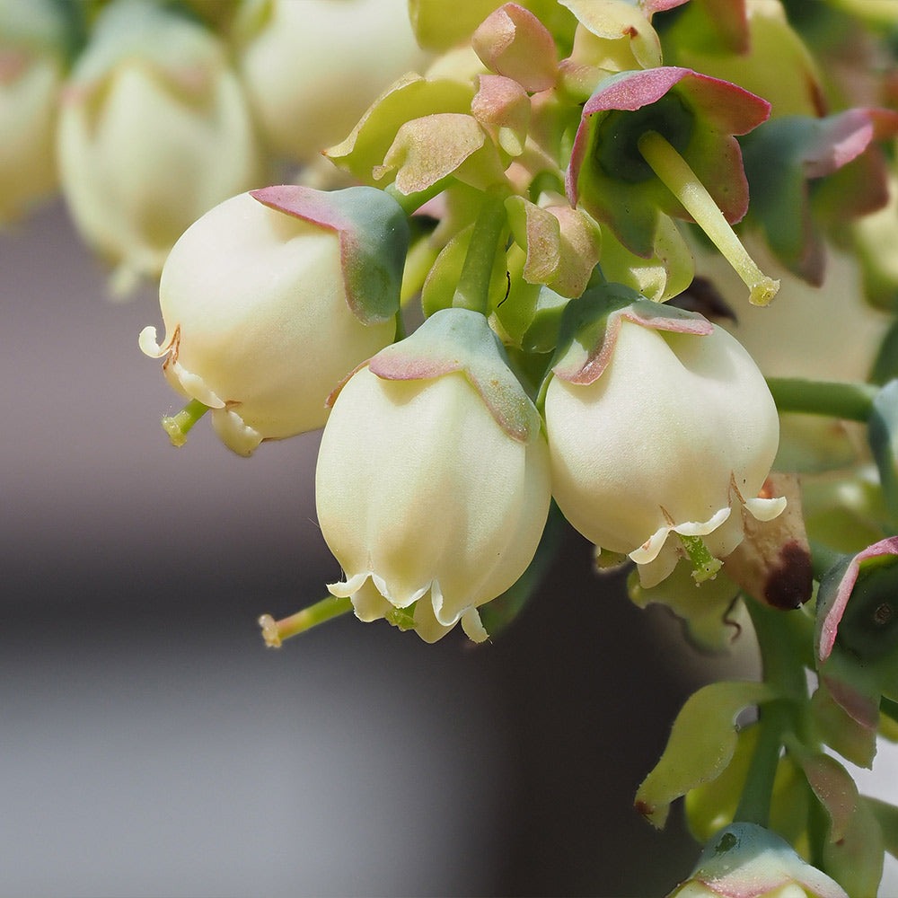 Sweetheart Blueberry Bush