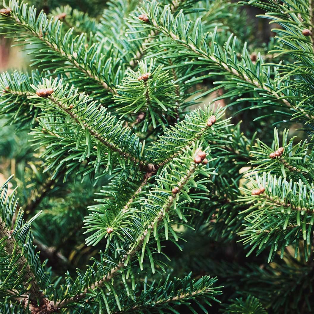 Nordmann Fir Tree