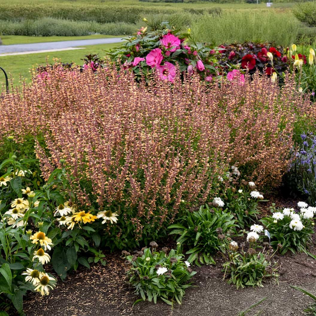 Proven Winners® Agastache Meant to BeeTM Queen Nectarine