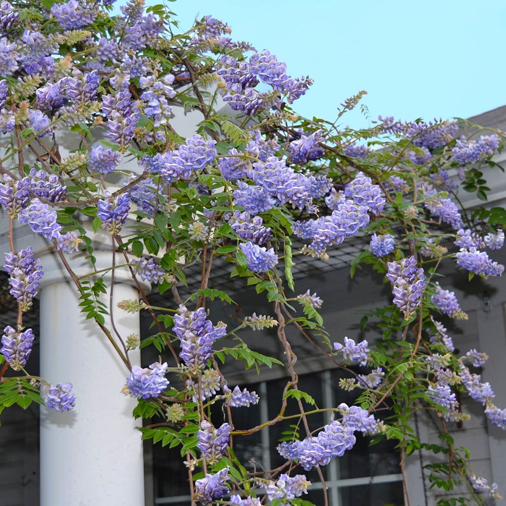 Perennial Plants