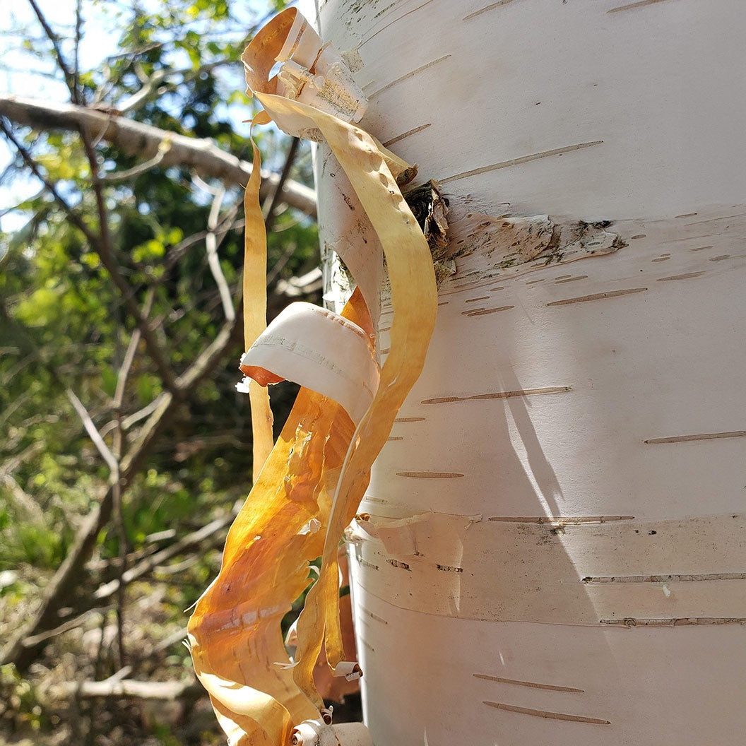 Proven Winners® AvalancheTM Birch Tree