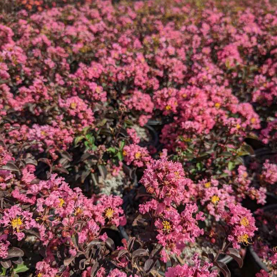 Black Diamond® Pave PinkTM Crape Myrtle Bush