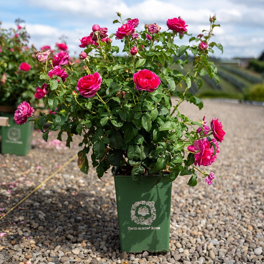 David Austin® James L. AustinTM Rose Shrub