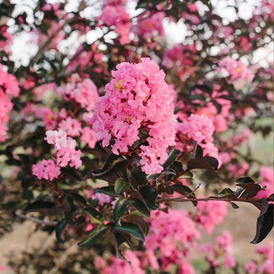 First Editions® Twilight MagicTM Crape Myrtle