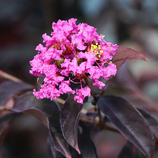 Black Diamond® Lavender LaceTM Crape Myrtle Tree