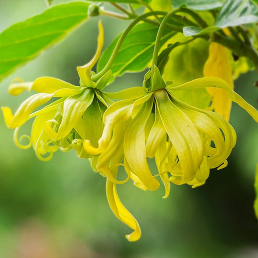 Ylang Ylang Tree