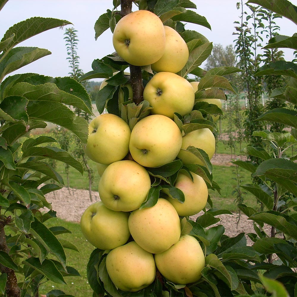 Fruit Snacks® Golden TreatTM Columnar Apple Tree