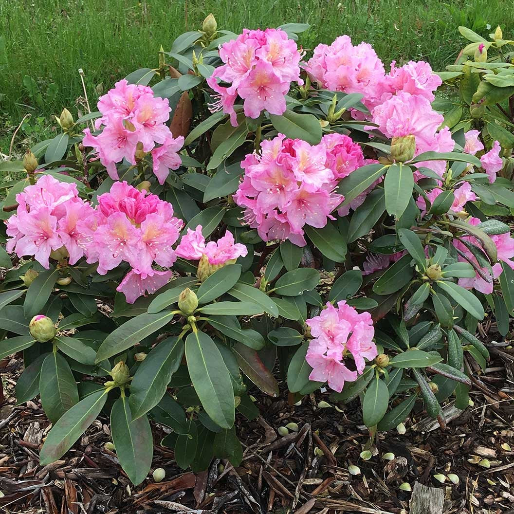 Holden'sTM Pink Hybrid Rhododendron Shrub