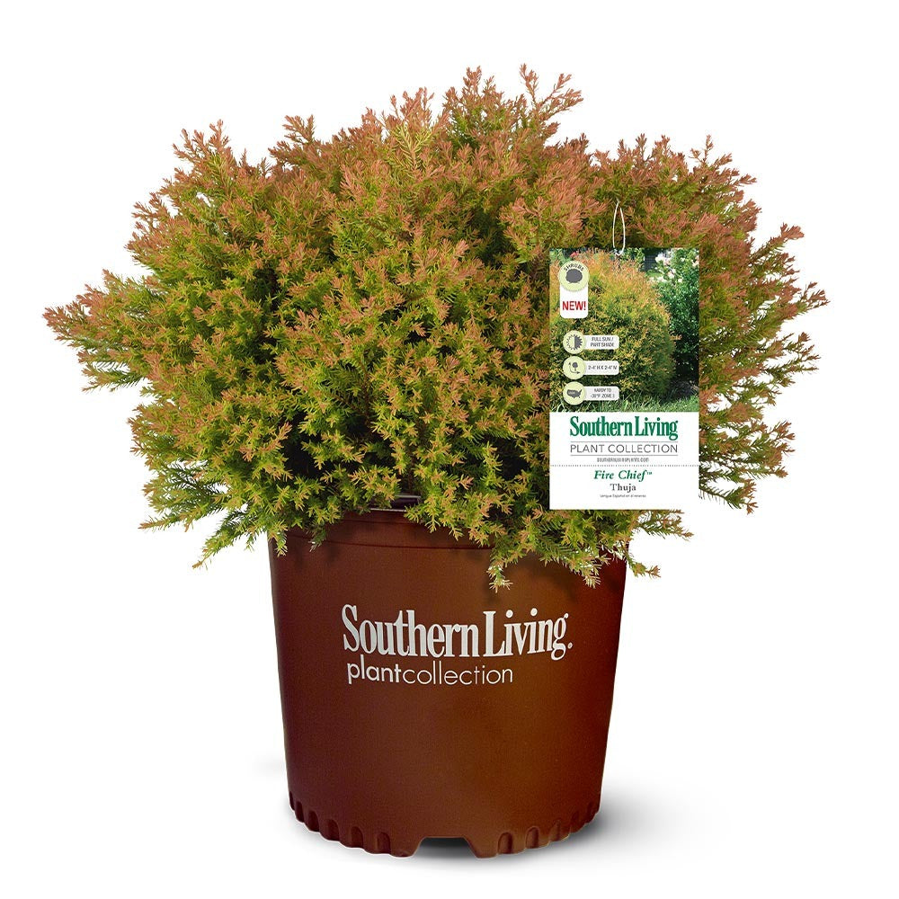 Southern Living® Fire ChiefTM Thuja Shrub