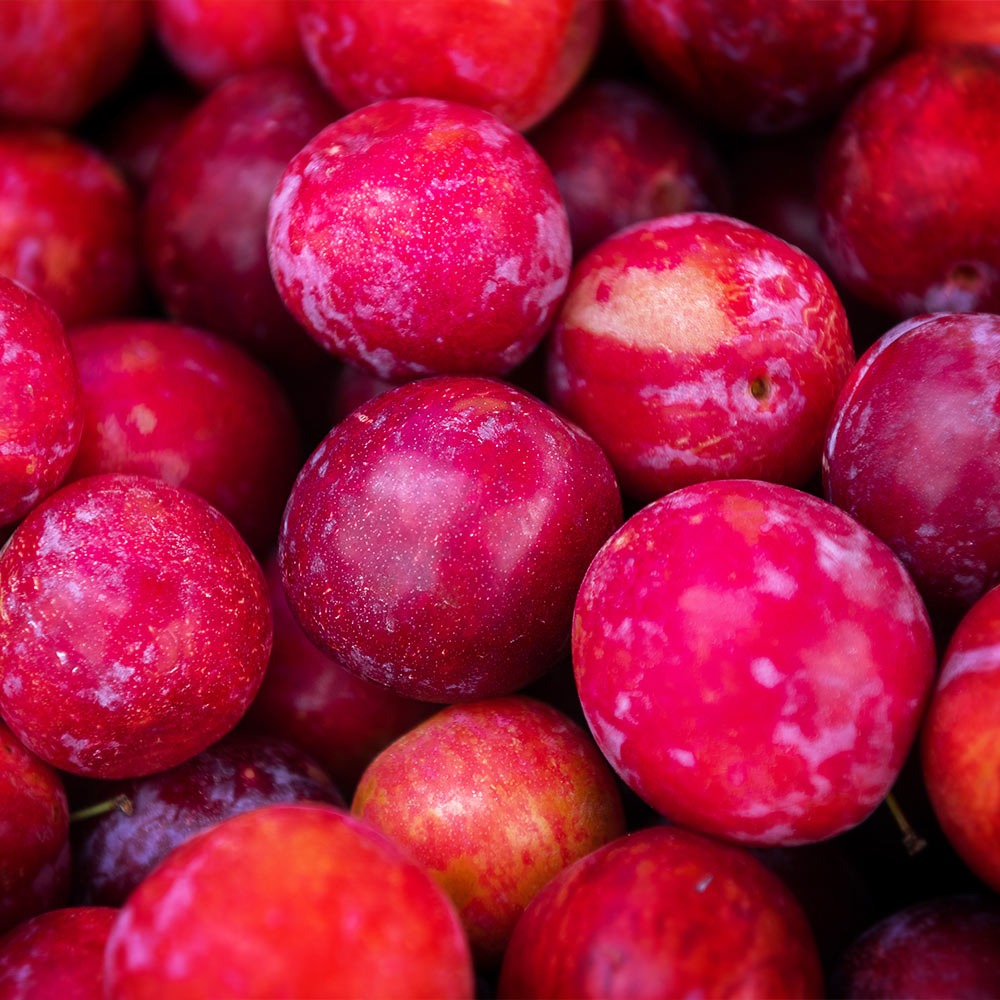 Bubblegum 'Toka' Plum Tree
