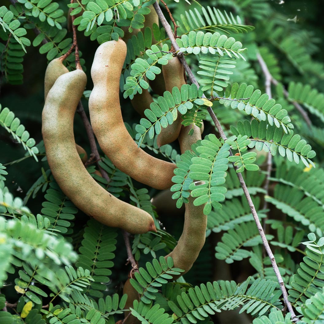 Tart Tamarind Tree