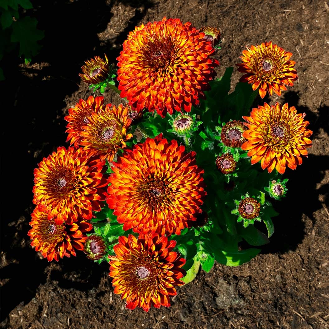 Solar SistersTM Black Eyed Susan Plant