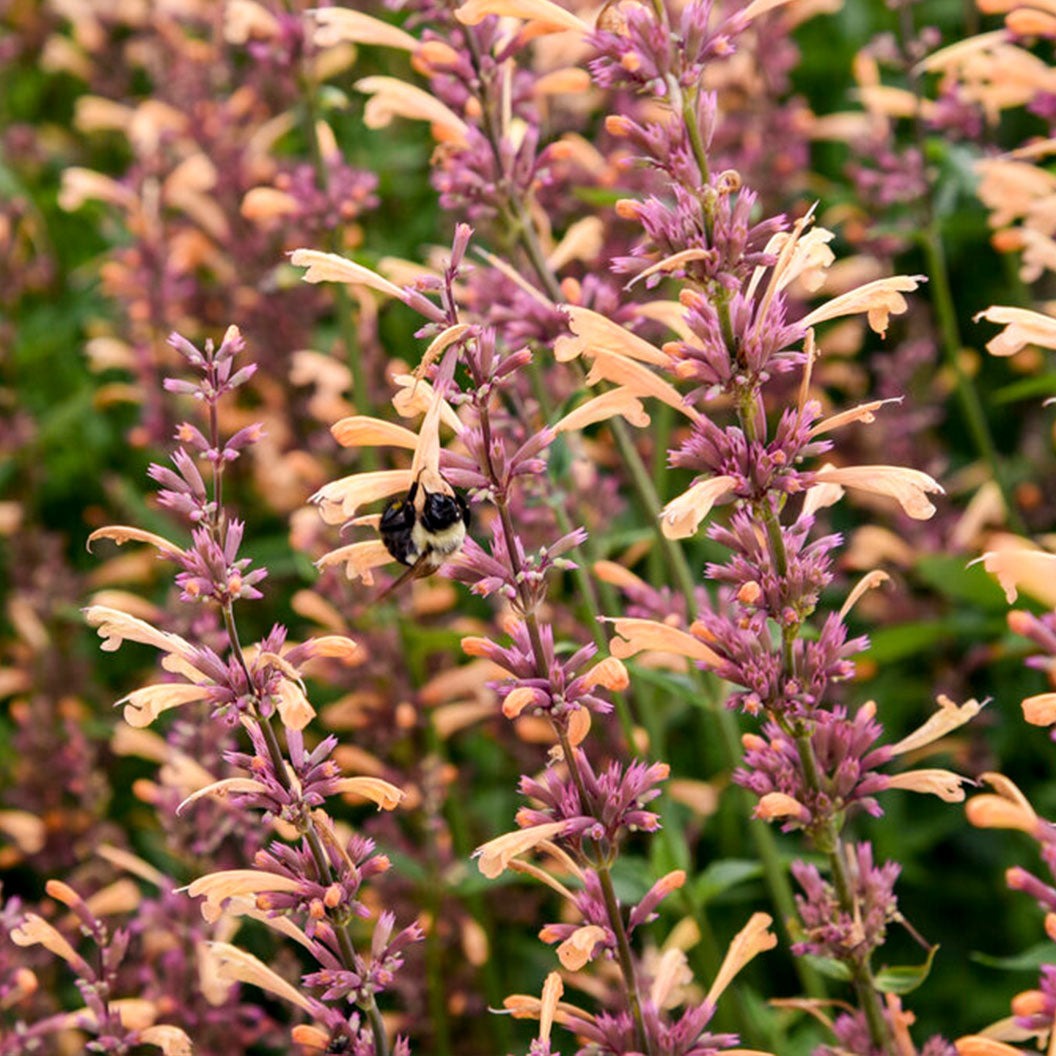 Proven Winners® Agastache Meant to BeeTM Queen Nectarine