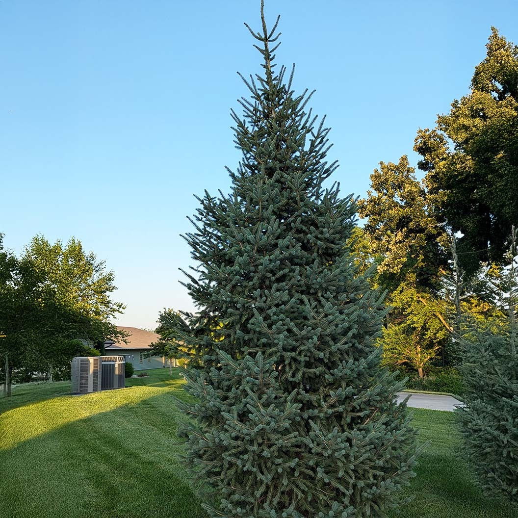 Skinny Blue GenesTM Black Hills Spruce Tree
