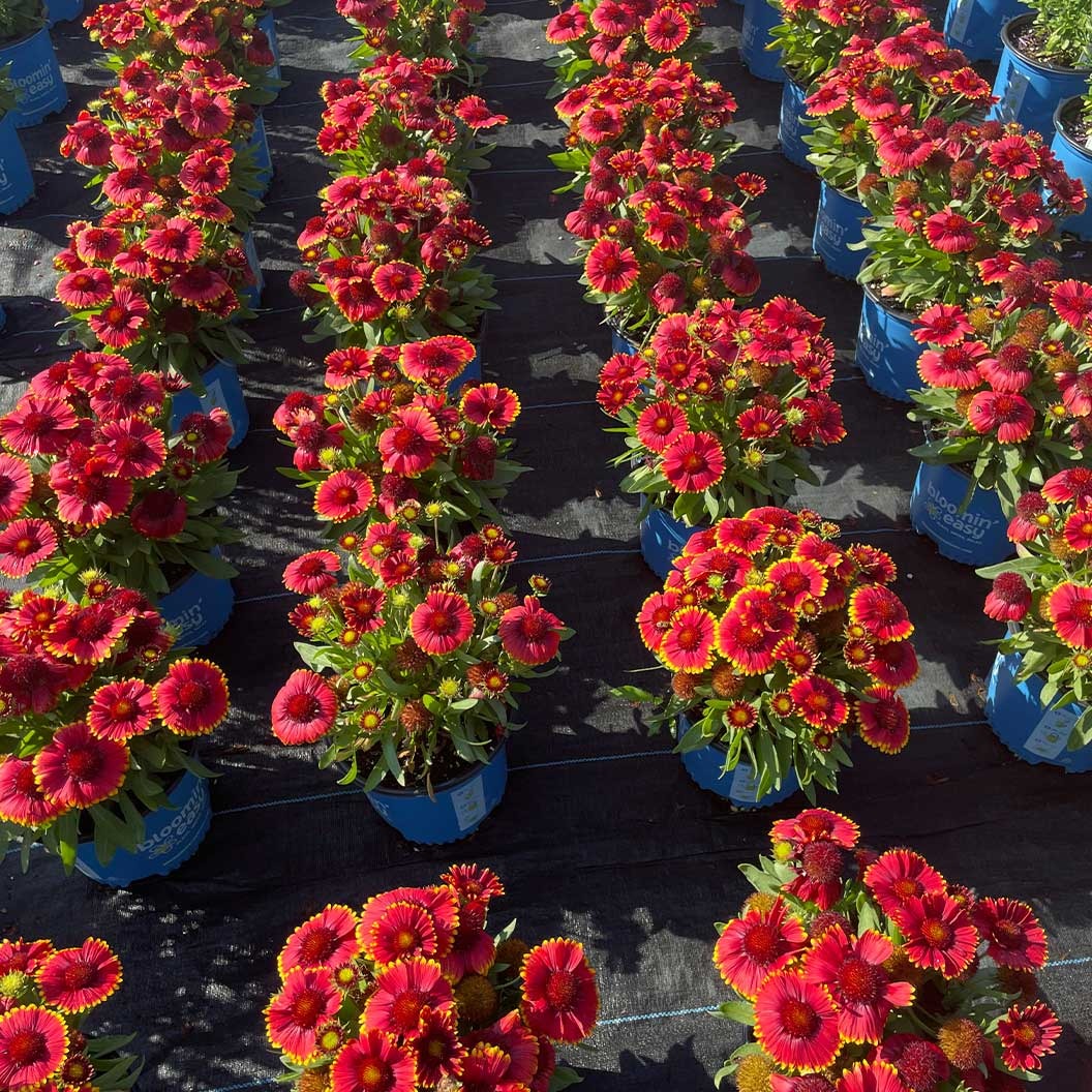 Low RiderTM Gaillardia Plant