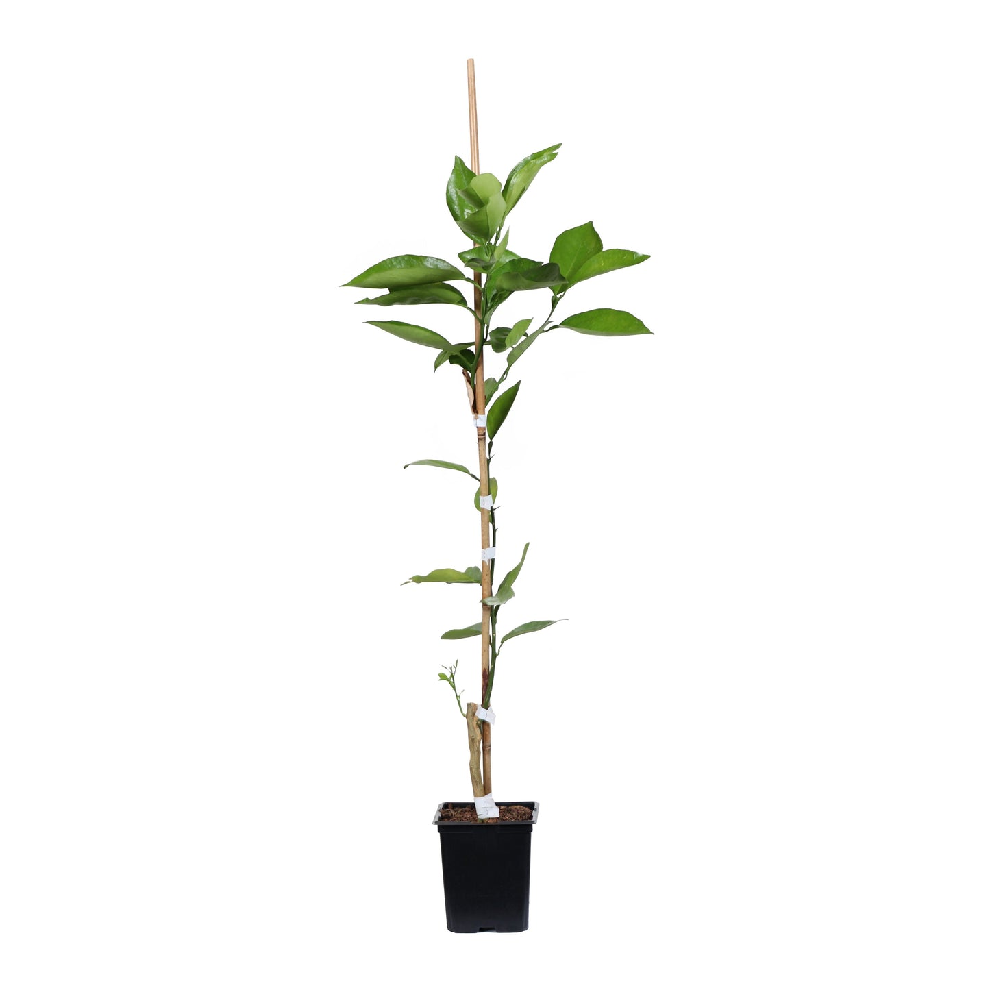 Valencia Orange Tree