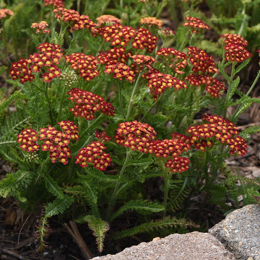 Milly RockTM Red Yarrow Plant